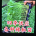 辣椒苗品种齐全厂家直发无中间商赚差价，