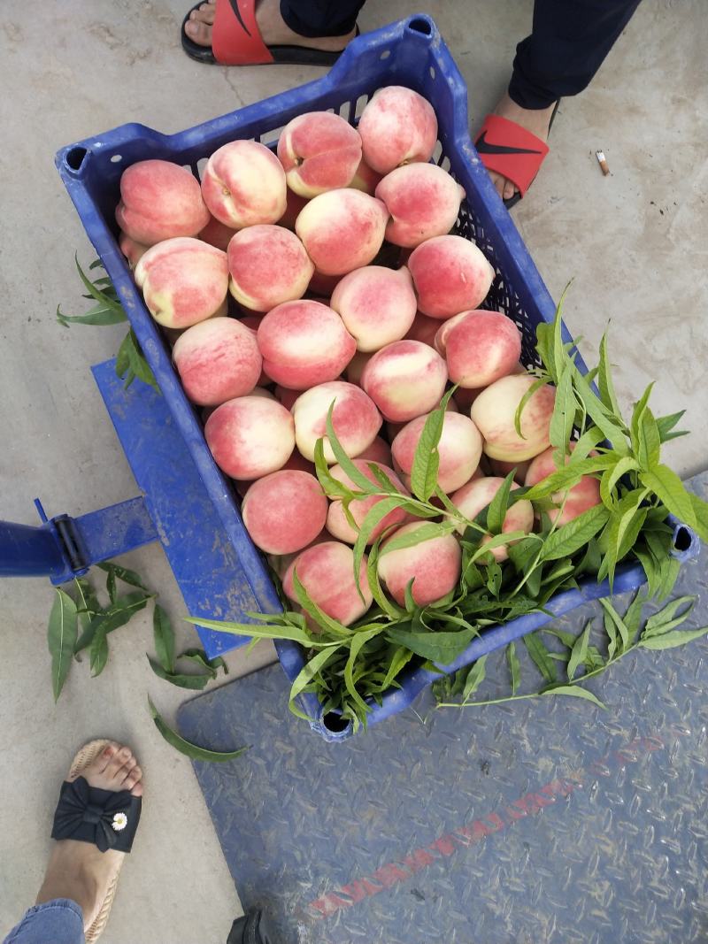 大量北京十四号出售，品质优，色泽鲜艳