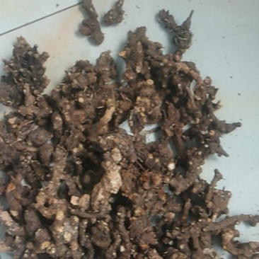 河北北仓术赤芍穿山龙