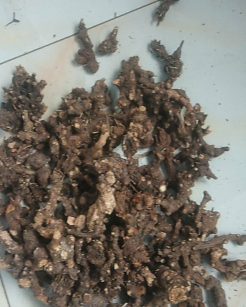 河北北仓术赤芍穿山龙