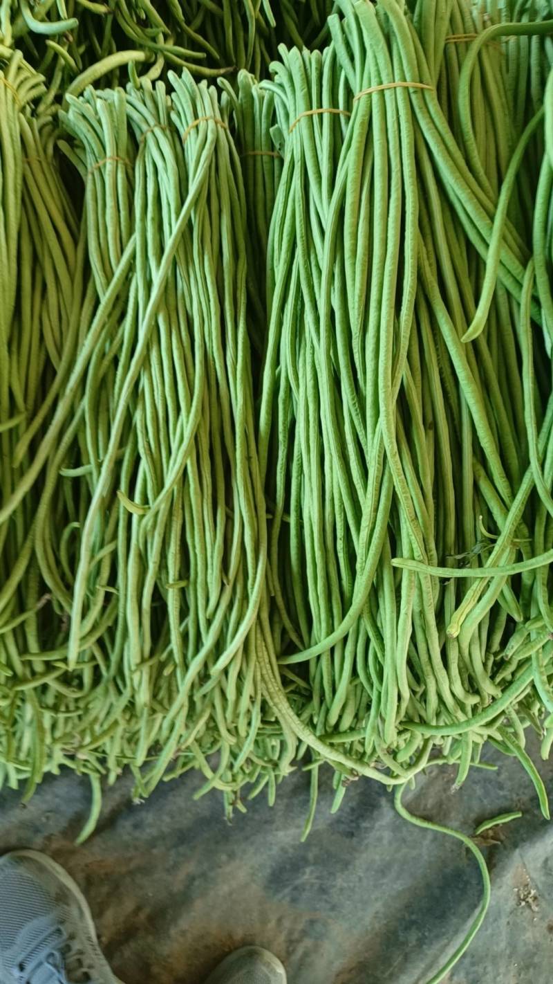 白条长豆角豇豆对接加工厂市场保证质量全国发货