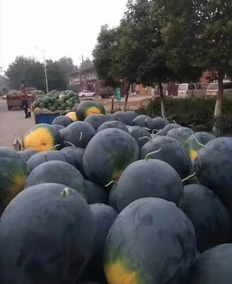 黑无籽西瓜
