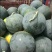 黑无籽西瓜