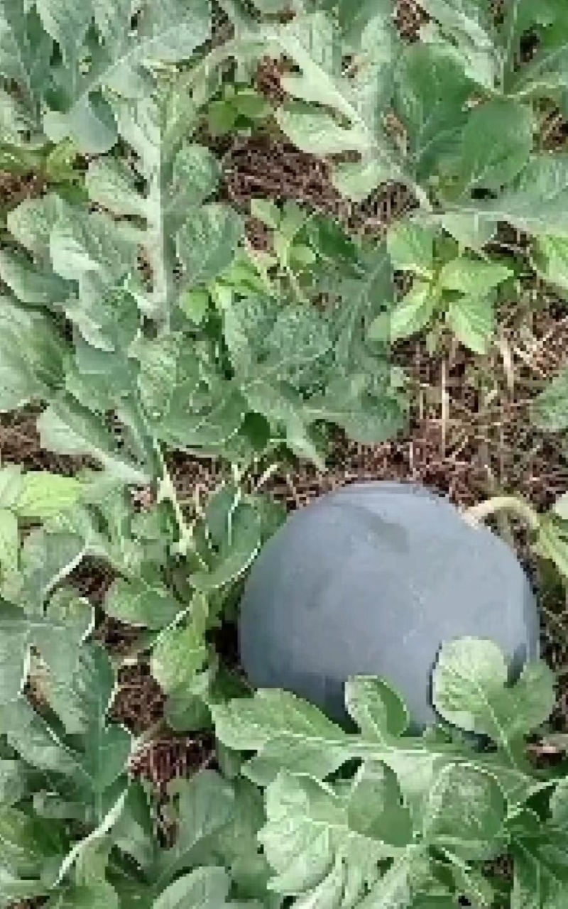 黑无籽西瓜