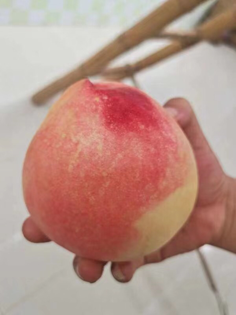 水蜜甜桃京八