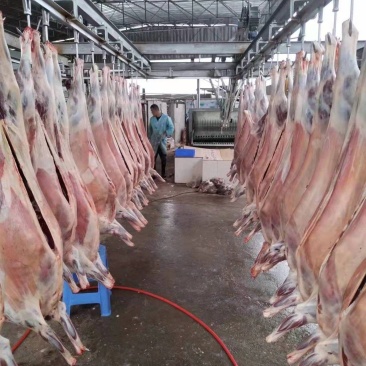屠宰场直供绵羊分割产品质量保证诚信经营一手货源羊肉