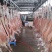 屠宰场直供绵羊分割产品质量保证诚信经营一手货源羊肉