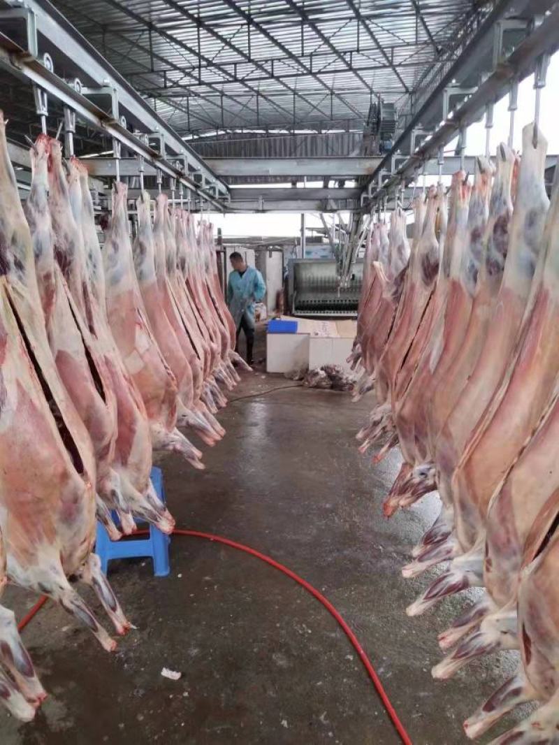 屠宰场直供绵羊分割产品质量保证诚信经营一手货源羊肉