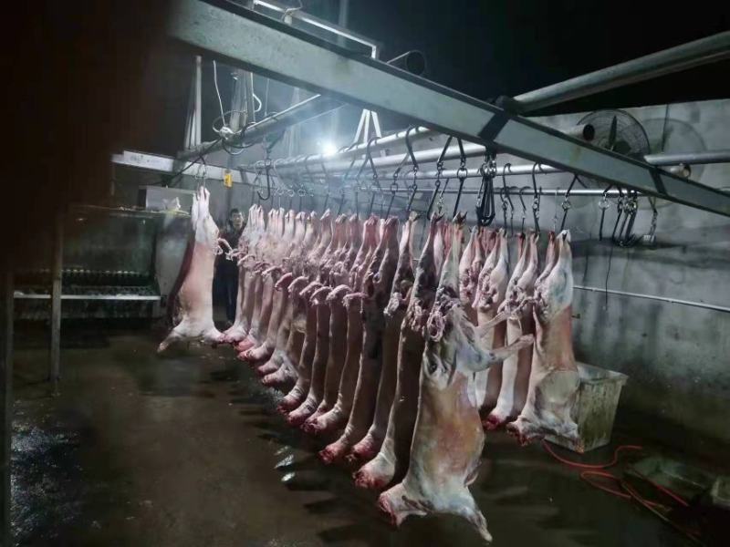 屠宰场直供绵羊分割产品质量保证诚信经营一手货源羊肉