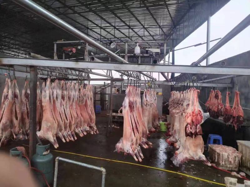 屠宰场直供绵羊分割产品质量保证诚信经营一手货源羊肉