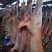 屠宰场直供绵羊分割产品质量保证诚信经营一手货源羊肉