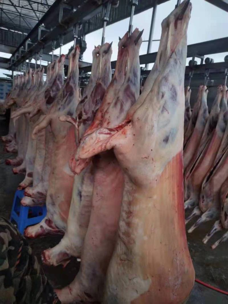 屠宰场直供绵羊分割产品质量保证诚信经营一手货源羊肉