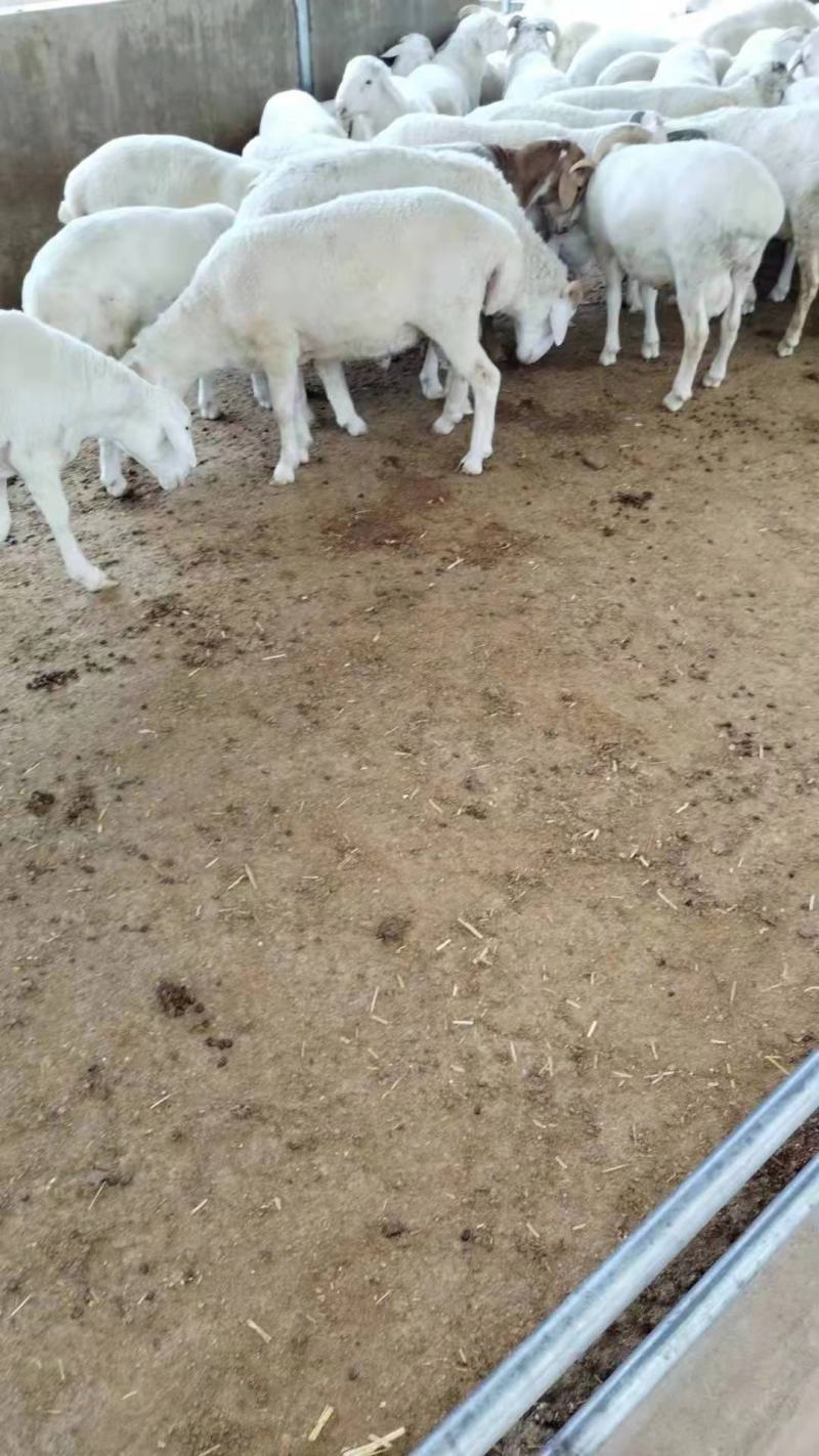 屠宰场直供绵羊分割产品质量保证诚信经营一手货源羊肉