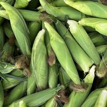 【精品】万糯188糯玉米对接全国市场品质有货发全国