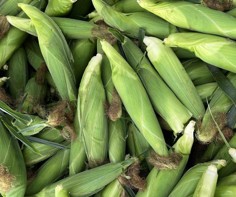 【精品】万糯188糯玉米对接全国市场品质有保障货发全国