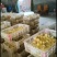 【支持到付】铺三白鹅长周期短90天出栏厂家包预防，包运费