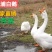 【支持到付】铺三白鹅长周期短90天出栏厂家包预防，包运费