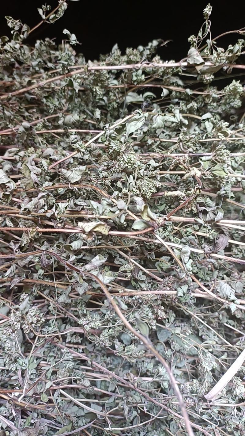 牛至草