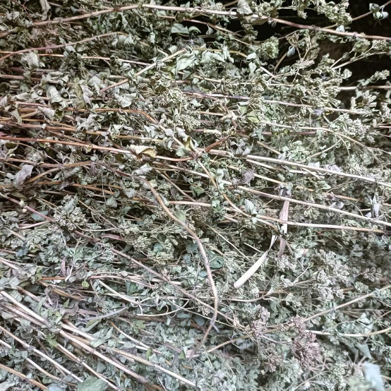 牛至草