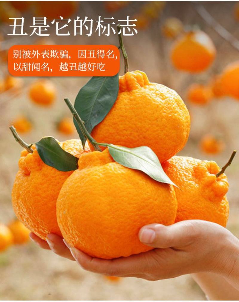 正宗不知火丑橘爱媛38春见耙耙柑三个品种任一批发备注