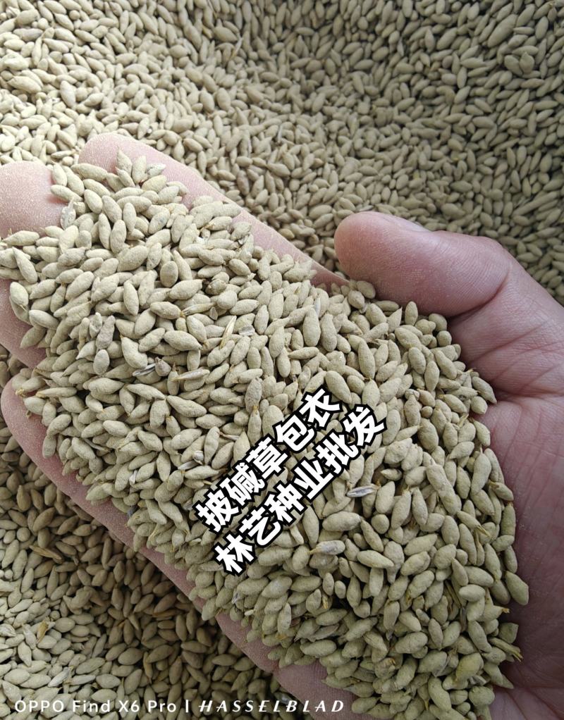 披碱草种子耐寒耐旱耐碱草籽抗风沙牧草种子野麦草山坡草