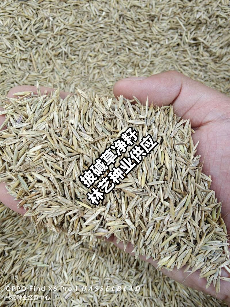 披碱草种子耐寒耐旱耐碱草籽抗风沙牧草种子野麦草山坡草