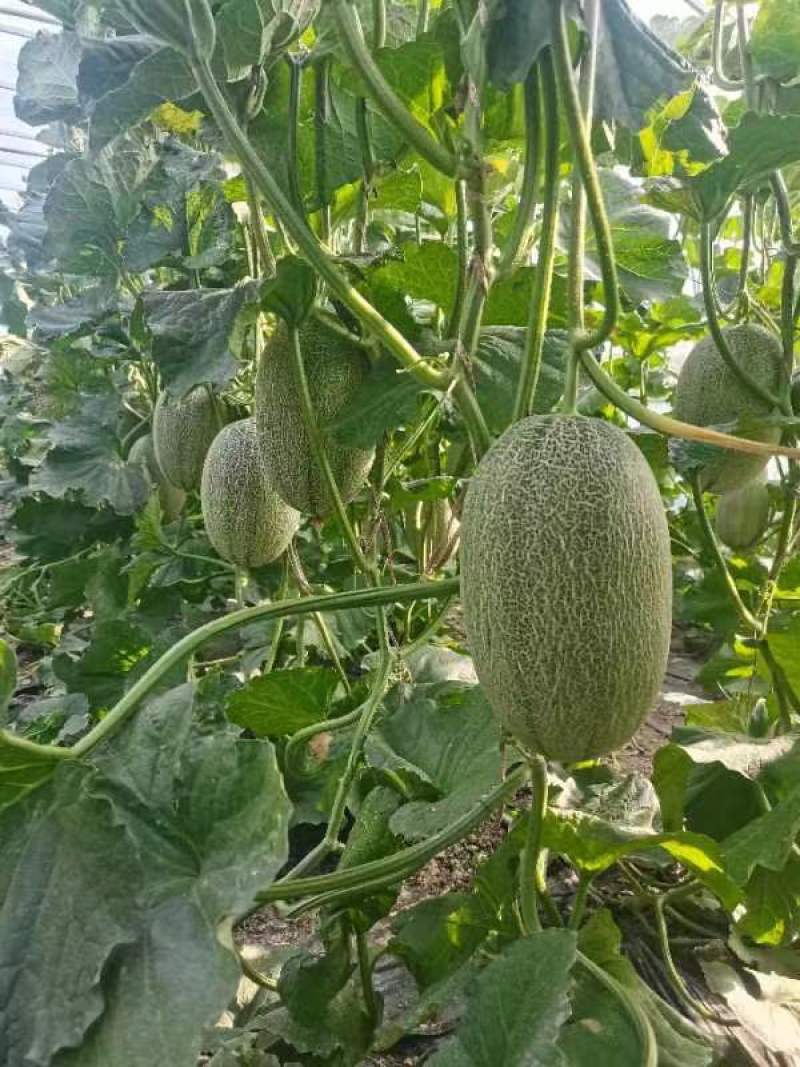 哈密瓜，货在隆尧，可以大量出货