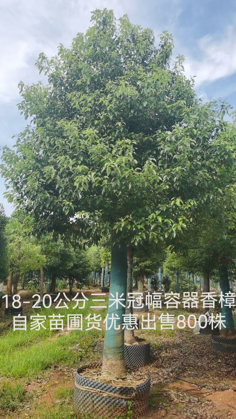 20公分容器香樟三米冠幅