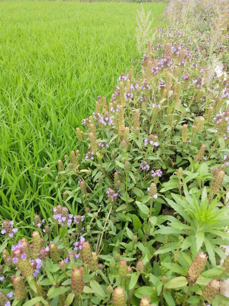 夏枯球夏枯草中药材确山原产地货好品质好清热去火