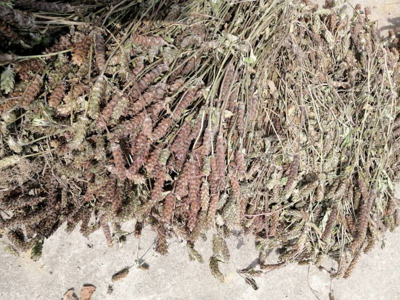 夏枯球夏枯草中药材确山原产地货好品质好清热去火