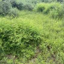 苦参，山上现挖的。十斤包邮。干货鲜的都有价格便宜。可长期