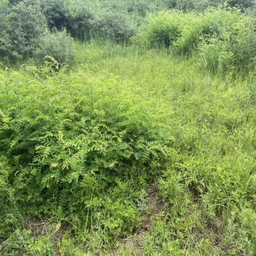 苦参，山上现挖的。十斤包邮。干货鲜的都有价格便宜。可长期