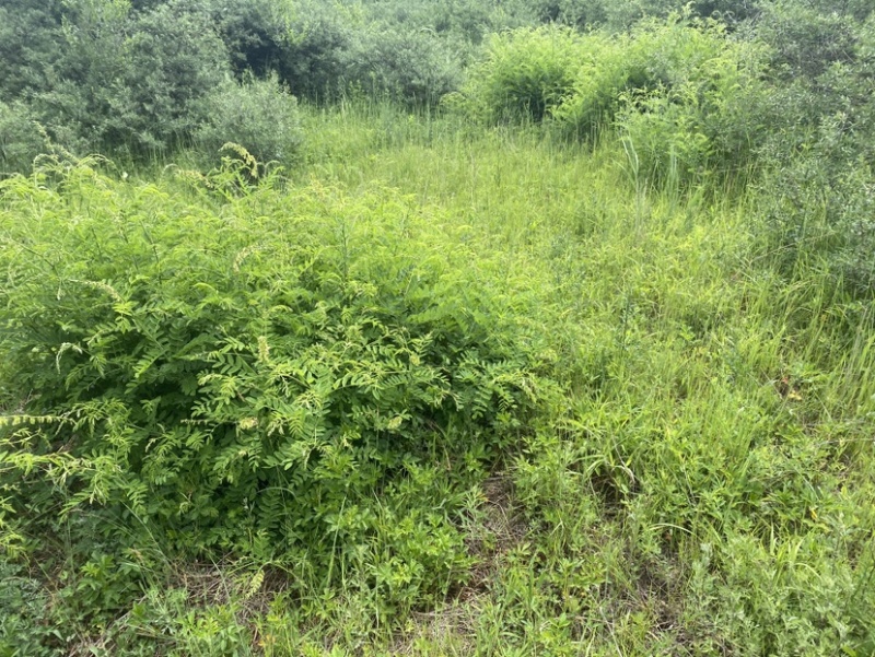 苦参，山上现挖的。十斤包邮。干货鲜的都有价格便宜。可长期