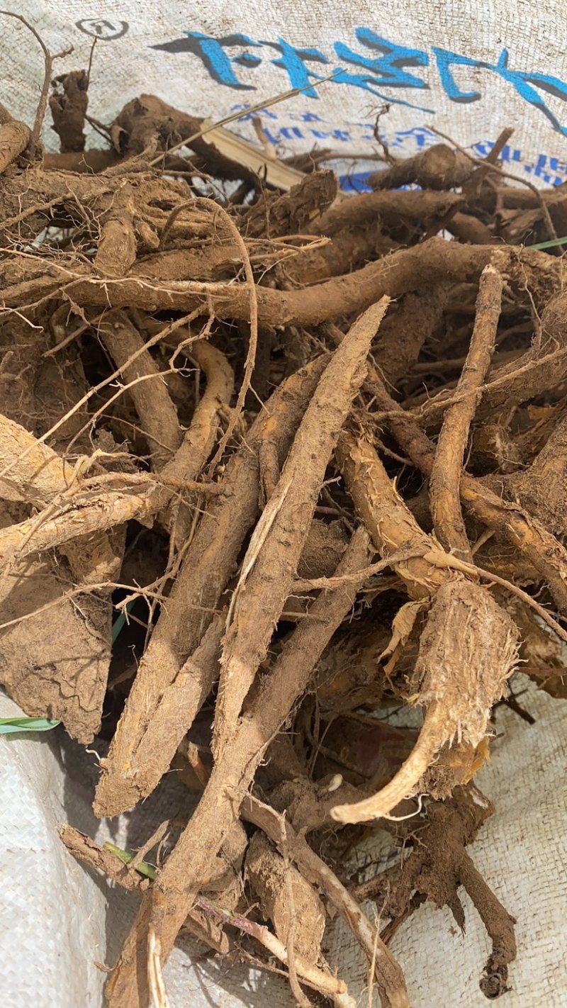 苦参，山上现挖的。十斤包邮。干货鲜的都有价格便宜。可长期