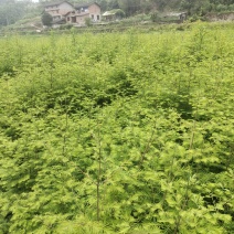 水杉苗，枫香苗
