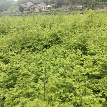 水杉苗，枫香苗