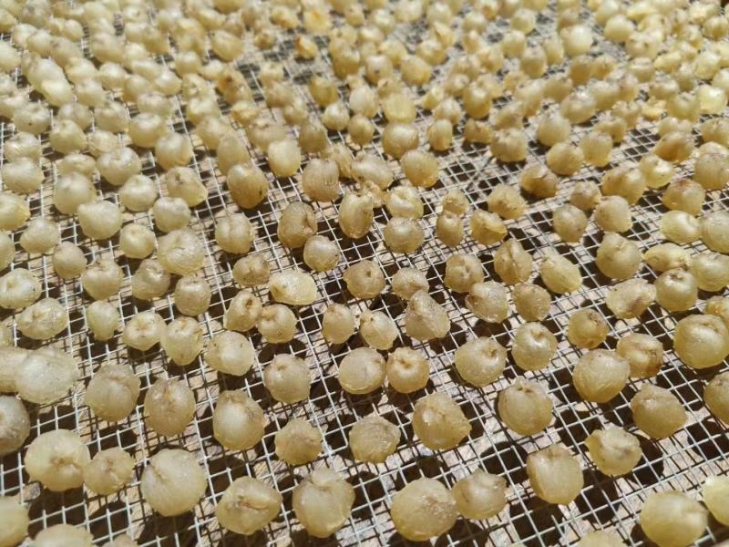 高州桂圆生产加工源头，质量保证，价格优惠。