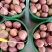 陕西彩虹梨，产地一手货源，支持一件代发