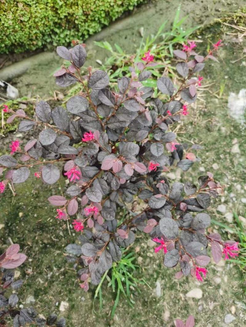 红花继木容器苗，高25，30，40各种规格，基地常年批发