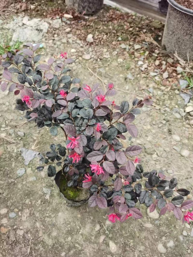 红花继木容器苗，高25，30，40各种规格，基地常年批发