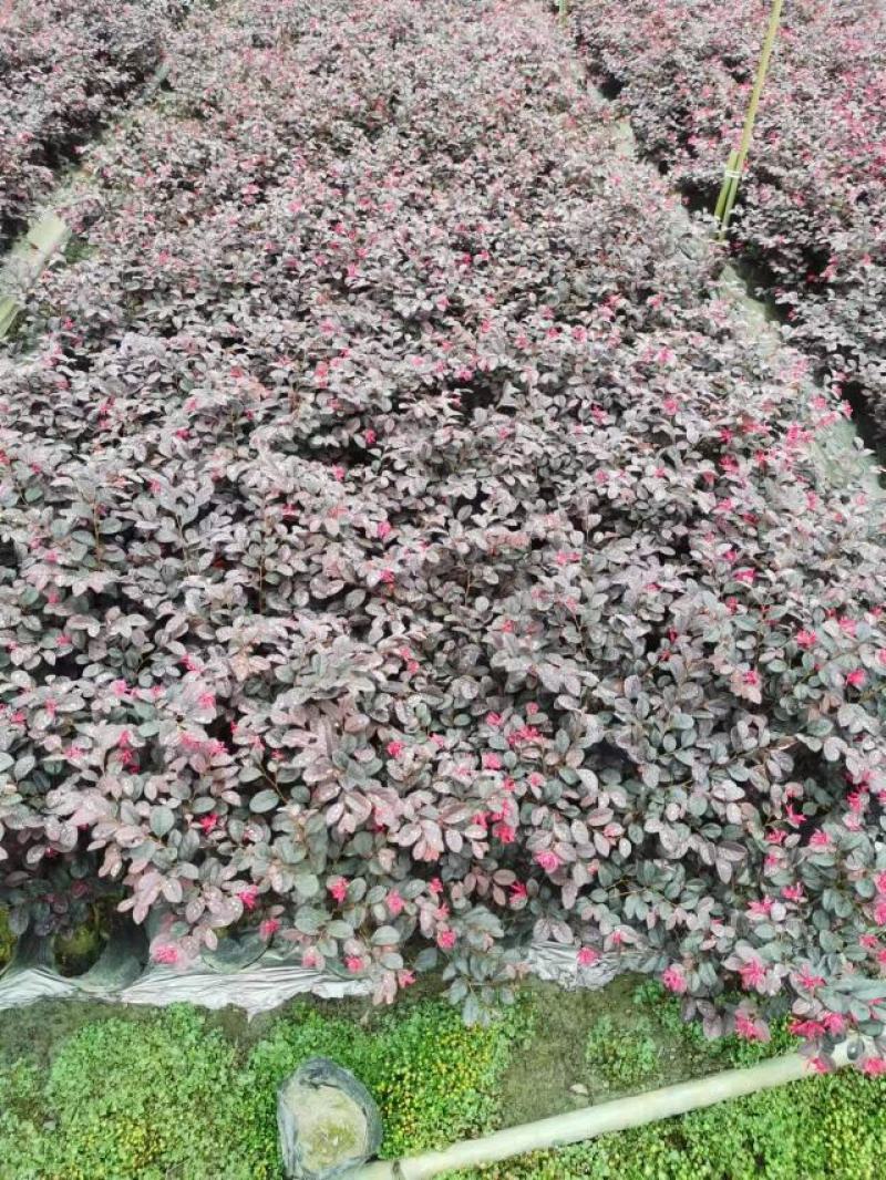 红花继木容器苗，高25，30，40各种规格，基地常年批发