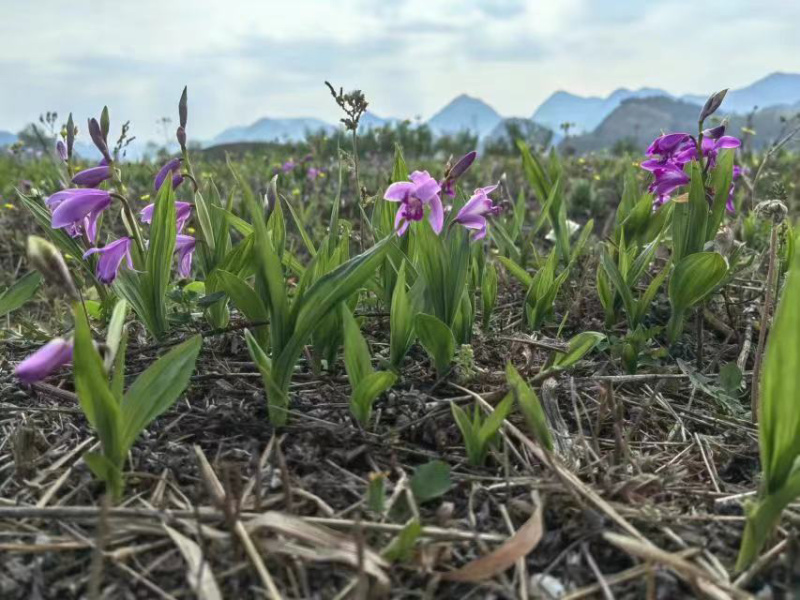 三叉白芨驯化种苗，产地直销量大从优全国可发质量保证