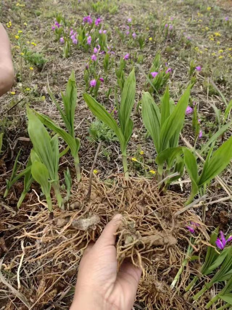 三叉白芨驯化种苗，产地直销量大从优全国可发质量保证