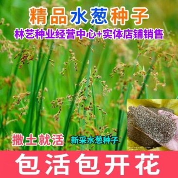 水葱种子水生植物水葱草观赏青叶水葱花叶水葱净化水质
