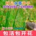 水葱种子水生植物水葱草观赏青叶水葱花叶水葱净化水质