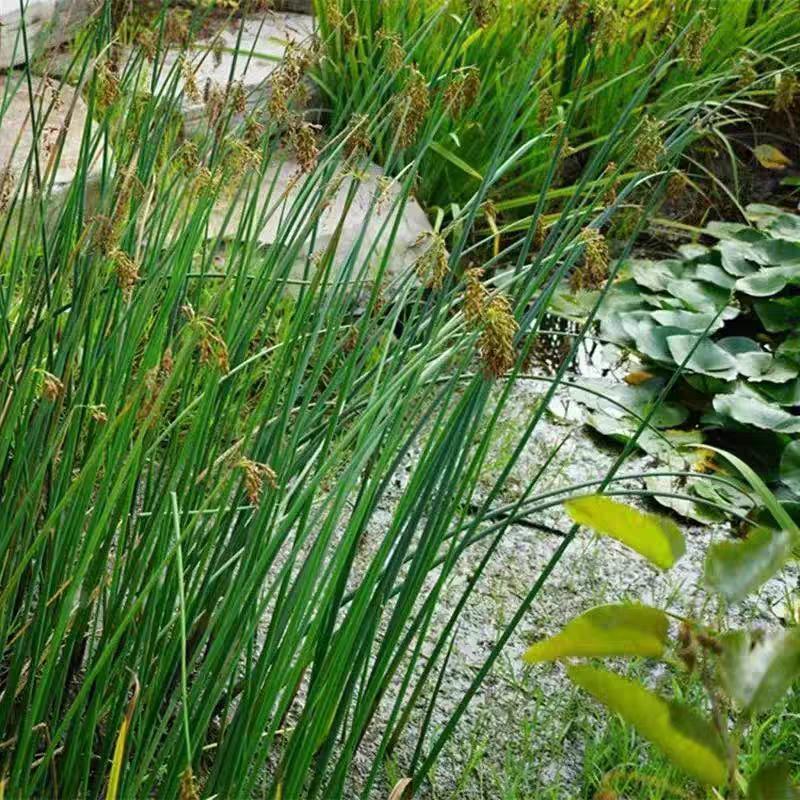 水葱种子水生植物水葱草观赏青叶水葱花叶水葱净化水质