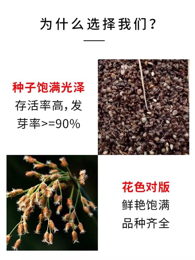水葱种子水生植物水葱草观赏青叶水葱花叶水葱净化水质