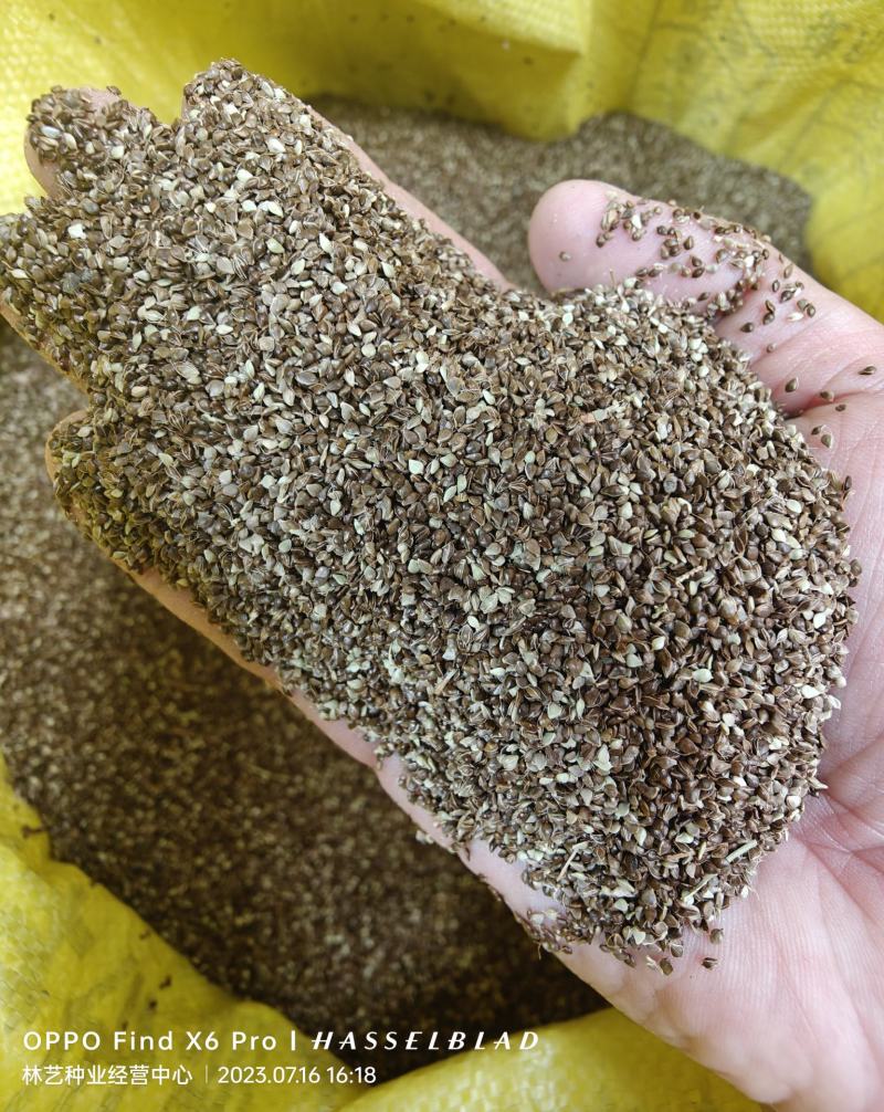 水葱种子水生植物水葱草观赏青叶水葱花叶水葱净化水质