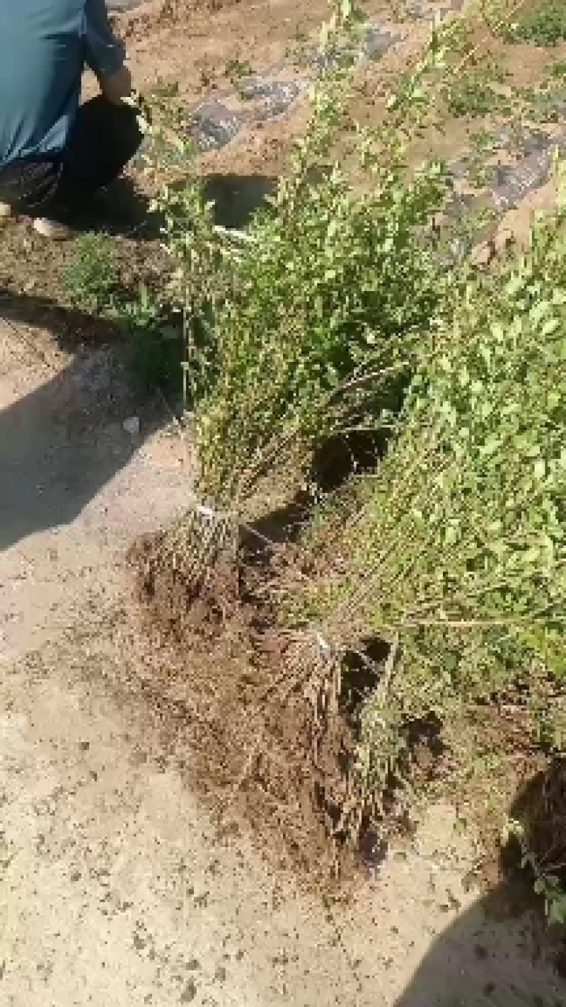 连翘苗