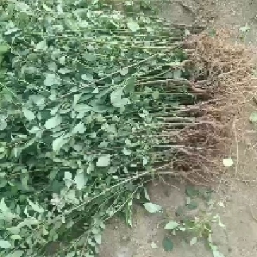连翘苗